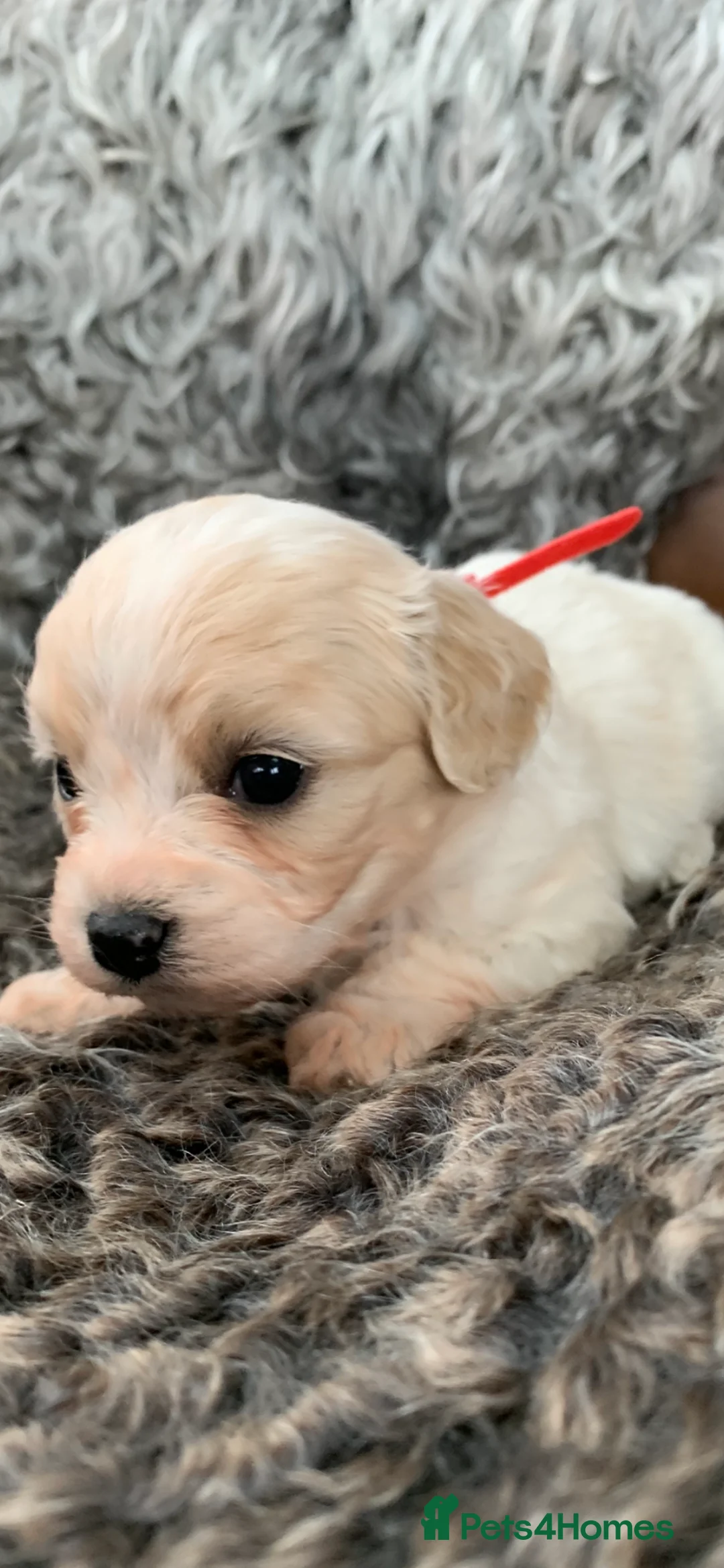 Cavachon dogs for sale: Beautiful F1 Cavachon Puppies - Advert 16