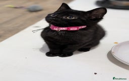 Mixed Breed cats for sale: Beautiful Kittens - Image 6