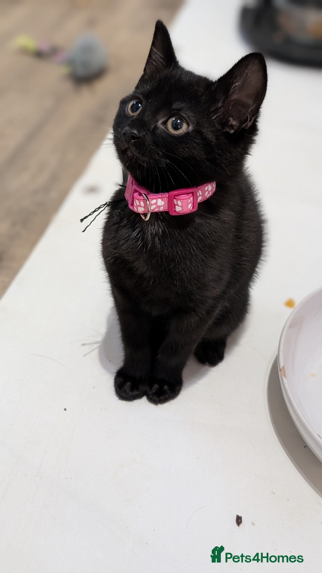 Mixed Breed cats for sale: Beautiful Kittens - Image 6