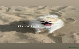 Pomeranian dogs for sale: ICE white Pomeranian girl READY NOW  - Image 16