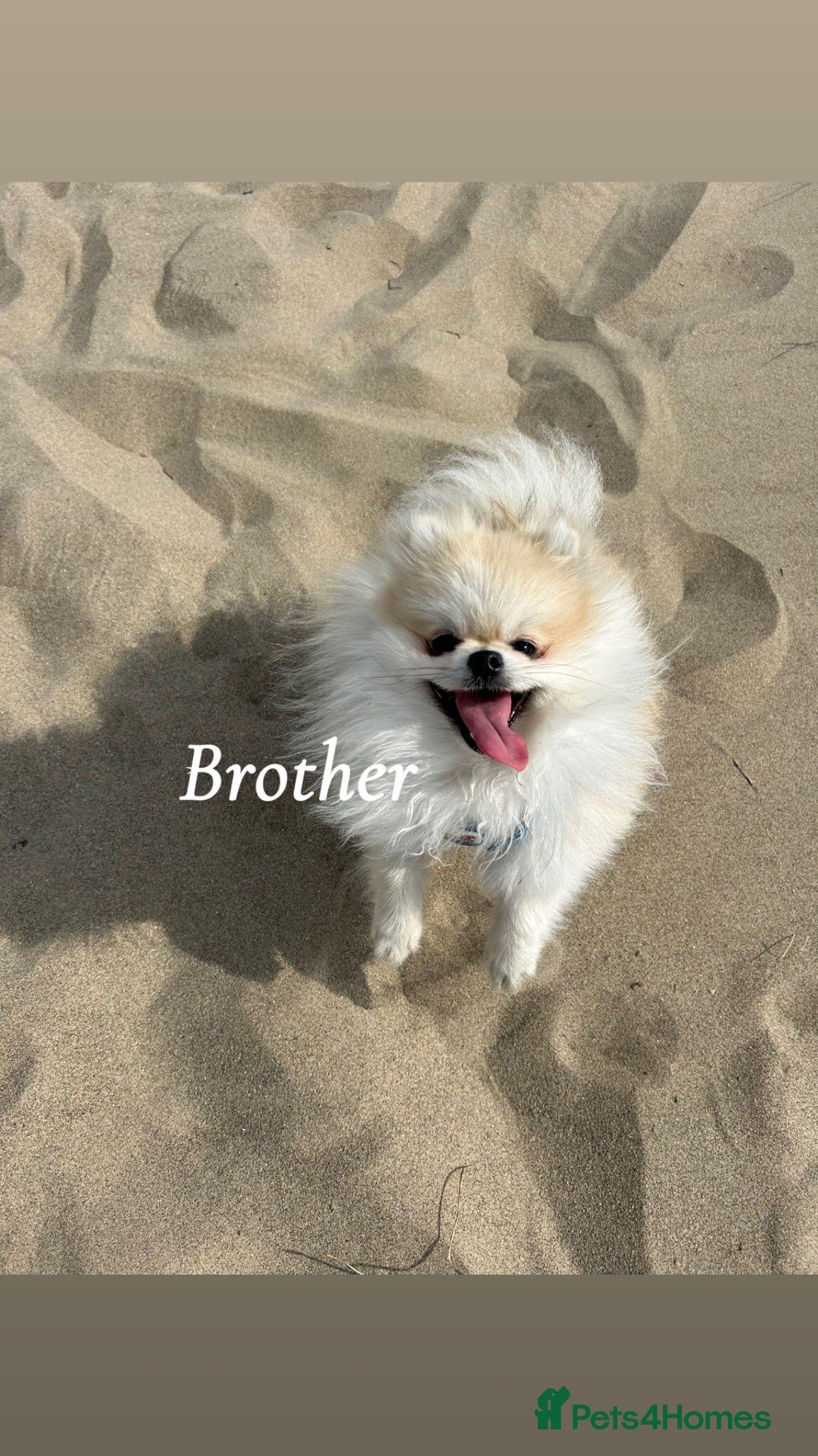 Pomeranian dogs for sale: ICE white Pomeranian girl READY NOW  - Image 16