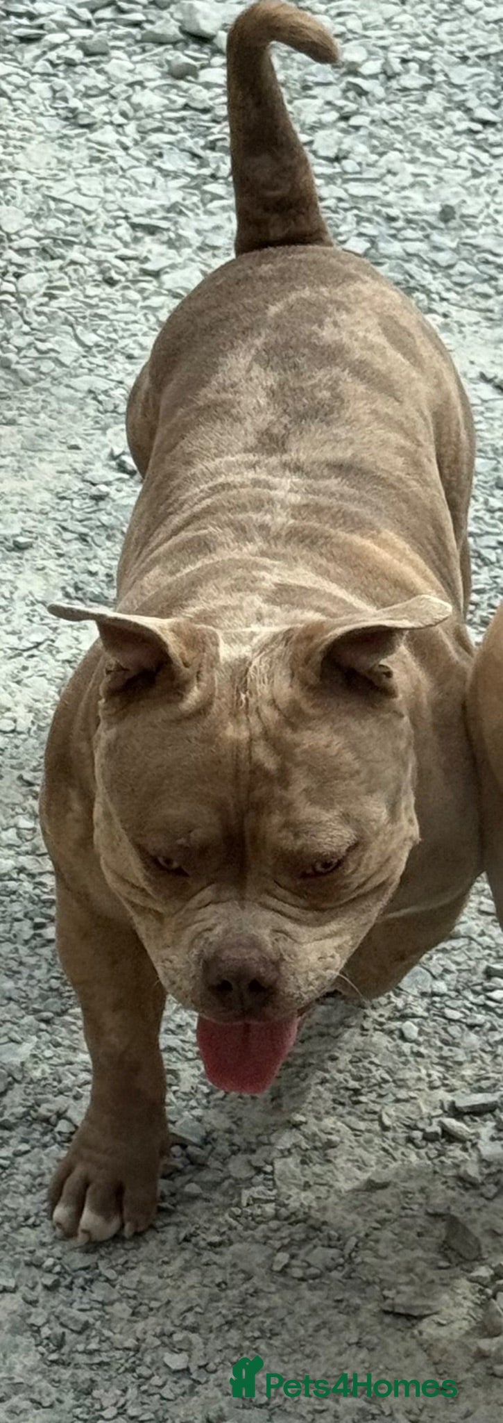 American Bully dogs 🔥 STUD AVAILABLE 🔥  - Advert 6