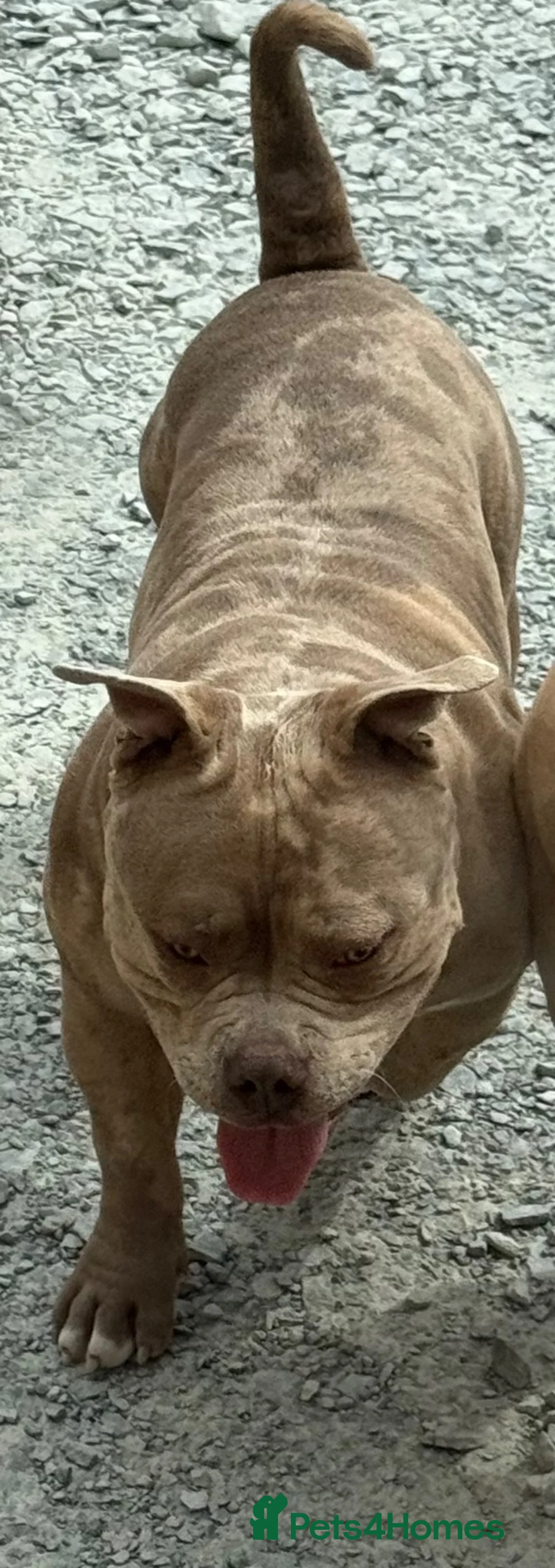 American Bully dogs for stud: 🔥 STUD AVAILABLE 🔥  - Advert 1