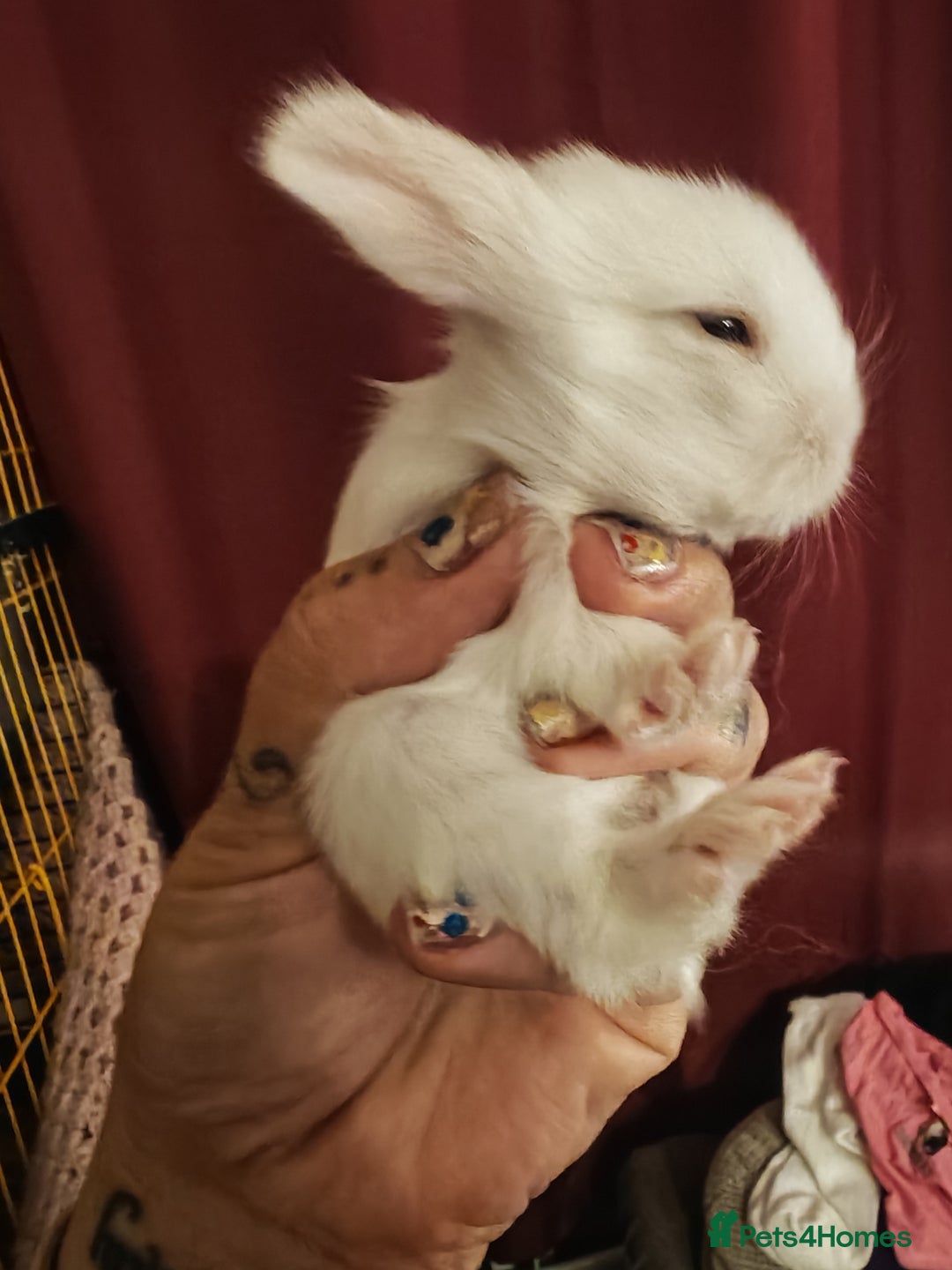 Lionhead rabbits for sale: 4 baby Lionhead rabbits - Advert 30
