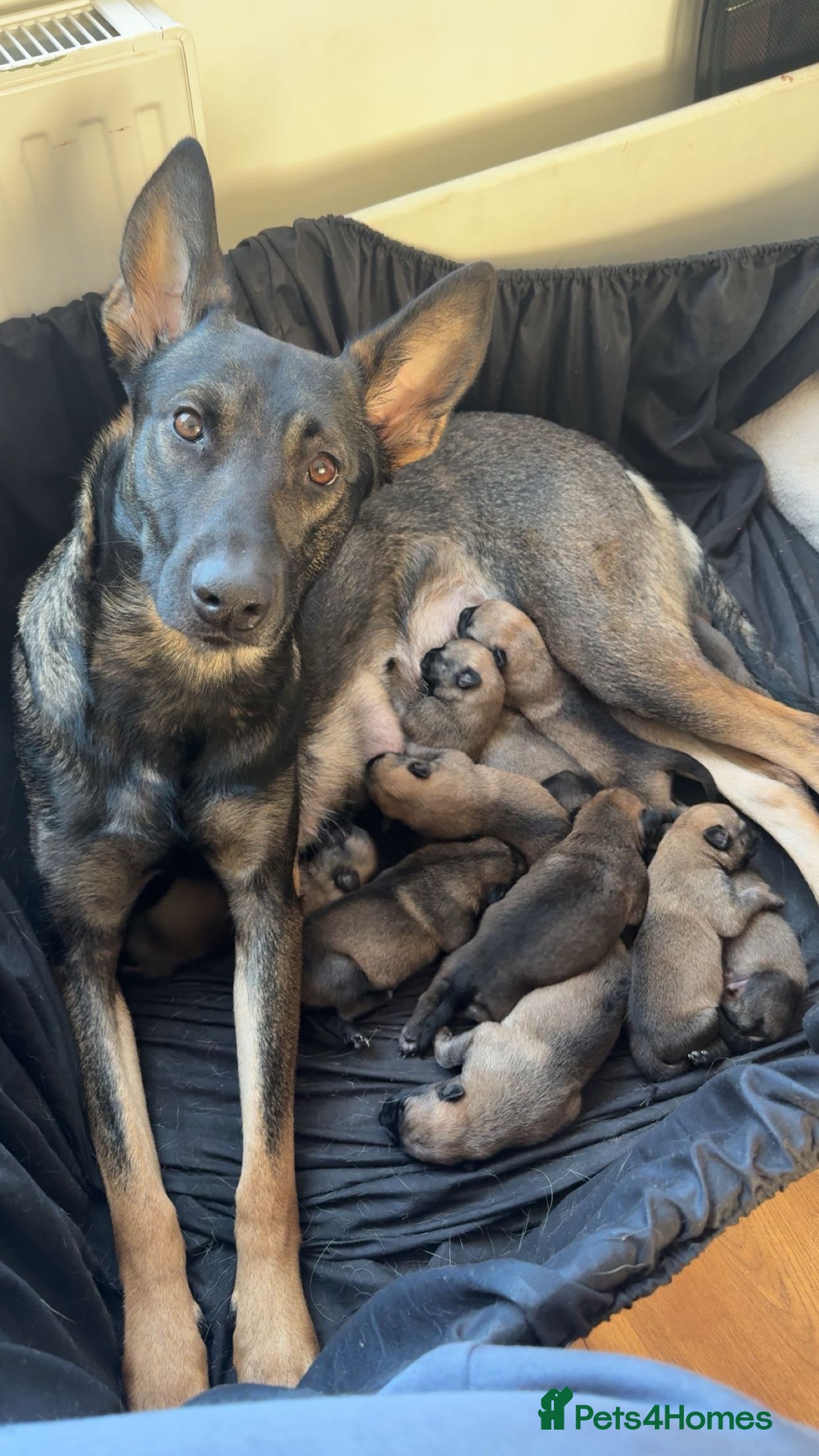 Belgian Shepherd Dog dogs Belgian Malinois Puppies - Advert 1