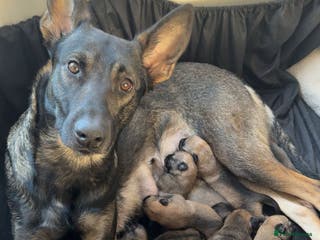Belgian Shepherd Dog dogs Pure Belgian Malinois Puppies - Advert 7
