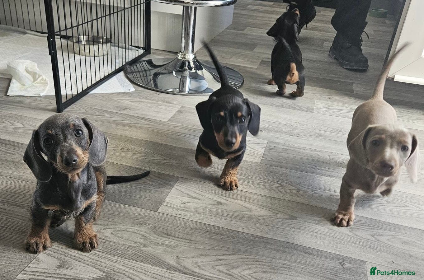 Dachshund dogs Ready Now!! - Miniature Dachshund Puppies - Advert 2
