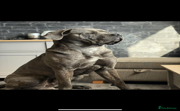 Cane Corso dogs - Advert 1