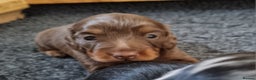 Miniature Dachshund dogs for sale: KC Reg. PRA Clear Long Haired Mini Dachshunds  - Advert 14