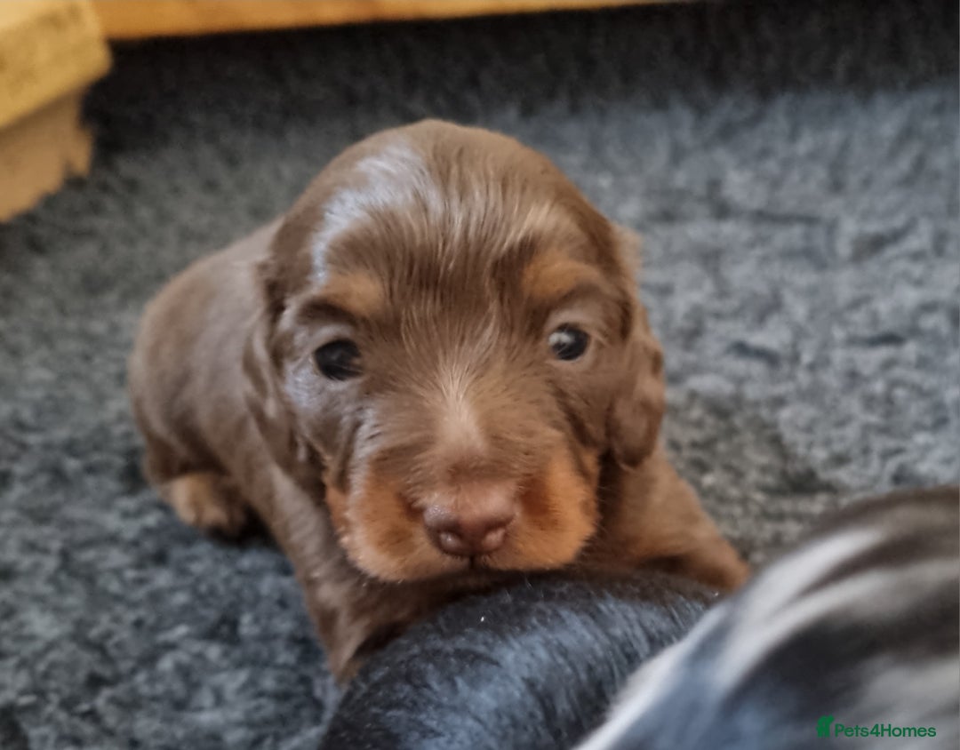 Miniature Dachshund dogs for sale: KC Reg. PRA Clear Long Haired Mini Dachshunds  - Advert 14