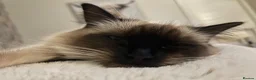 Ragdoll cats for sale: Male and Female Ragdolls available  in Worcester - Advert 3