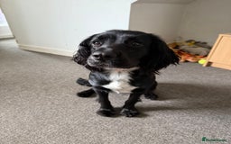 Sprocker dogs for sale: Female Sprocker Spaniel - Image 1