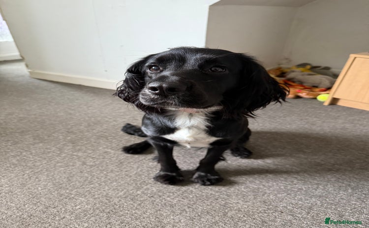 Sprocker dogs - Advert 1