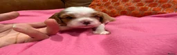 Cavalier King Charles Spaniel dogs for sale: KC reg 1 pure ruby boy and 1 Blenheim boy  - Advert 15