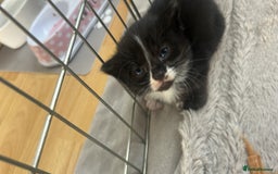 Bengal cats for sale: Bengal mixed kittens  - Image 12