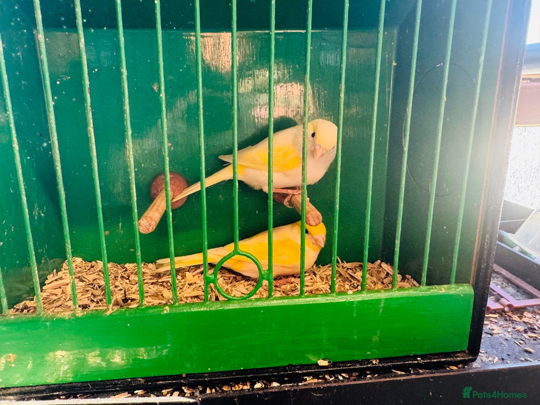 Canaries birds for sale: Pairs of mosaic canaries  - Advert 7