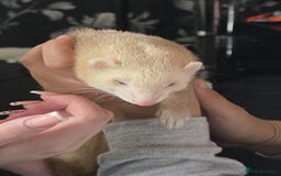 Ferret rodents for sale: 1 female ferret  - Image 3