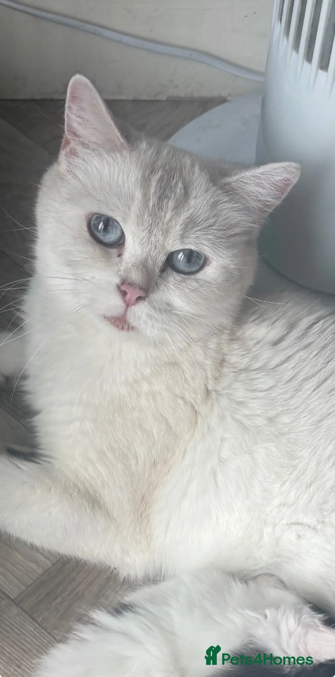 British Longhair cats for sale: British long haired kitten  in Stourbridge - Advert 1