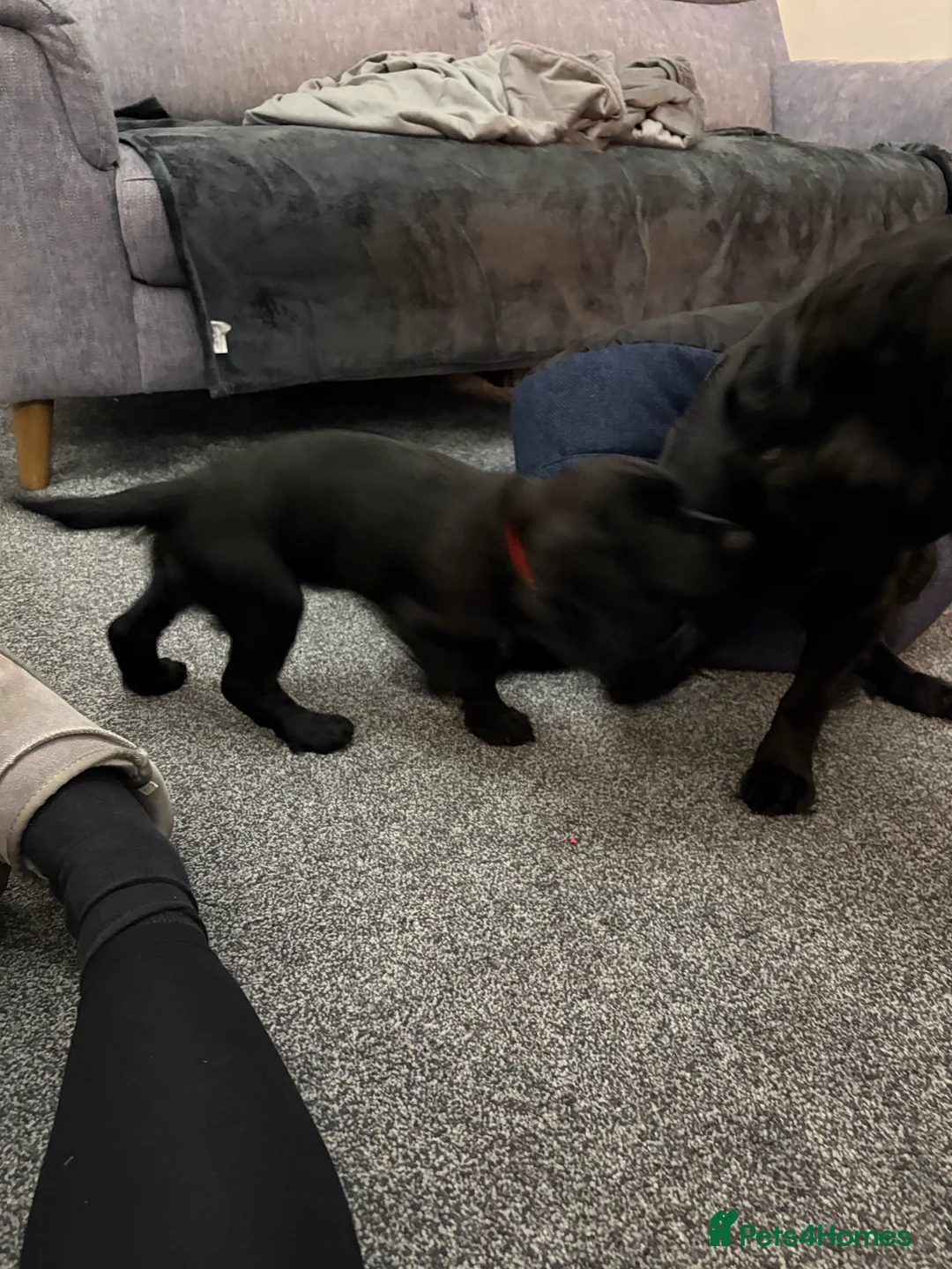 Cocker Spaniel dogs for sale: One Male Black & White Male One Black Female Pup - Advert 14