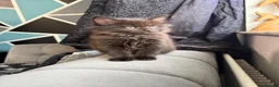 Maine Coon cats for sale: Maine Coon x British shorthair - Advert 11