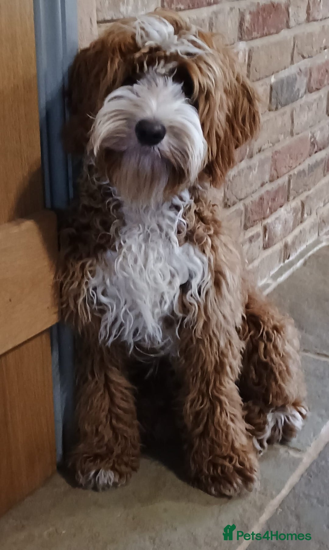 Mixed Breed dogs for sale: Australian doubledoodle puppies - Image 13