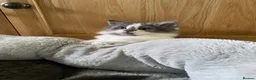 Mixed Breed cats for sale: Beautiful fluffy kittens available  - Advert 9