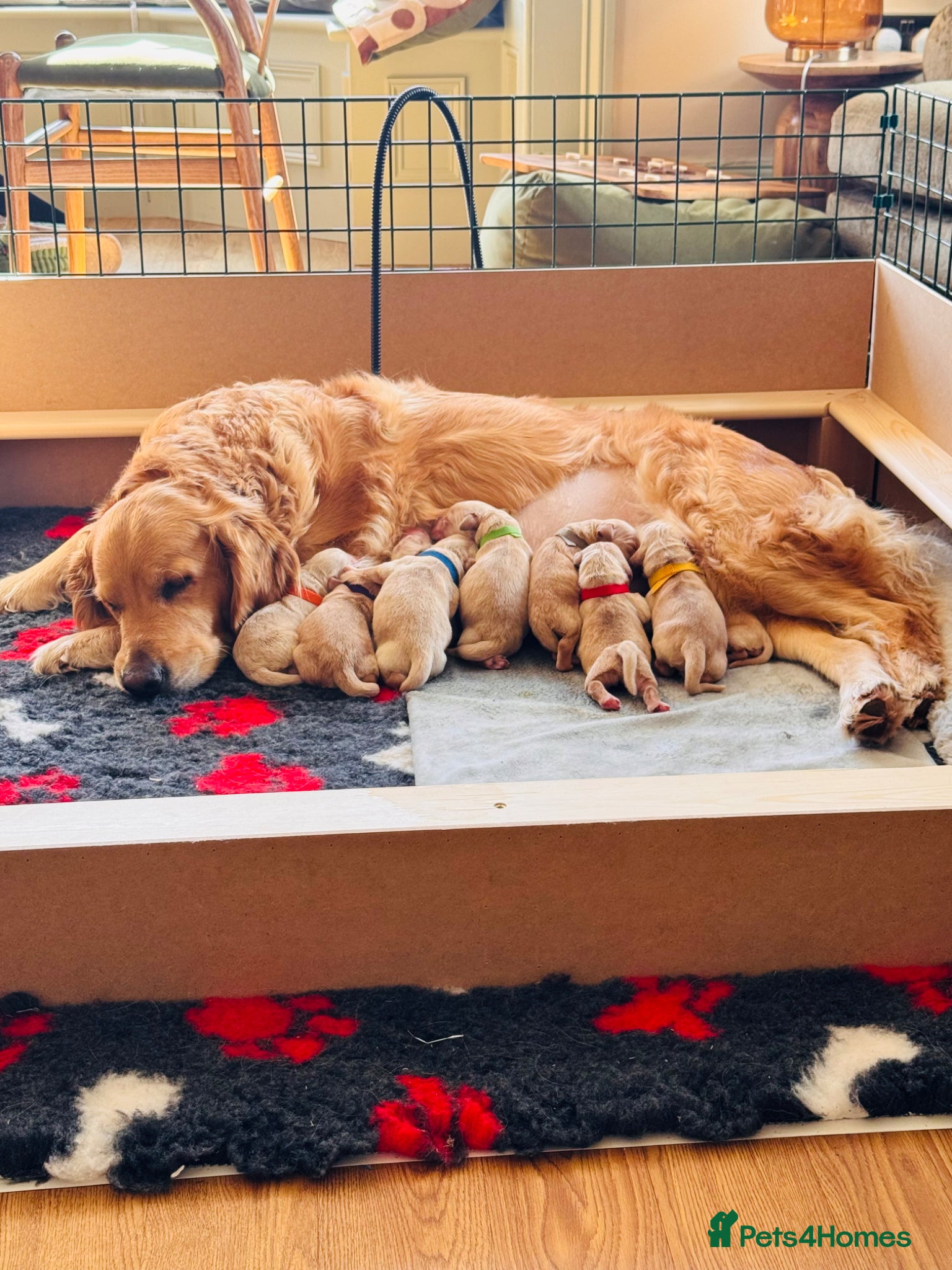 Golden Retriever dogs Beautiful golden retriever pups - Advert 1