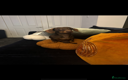 Miniature Dachshund dogs for sale: Chocolate miniature dachshund  - Image 4