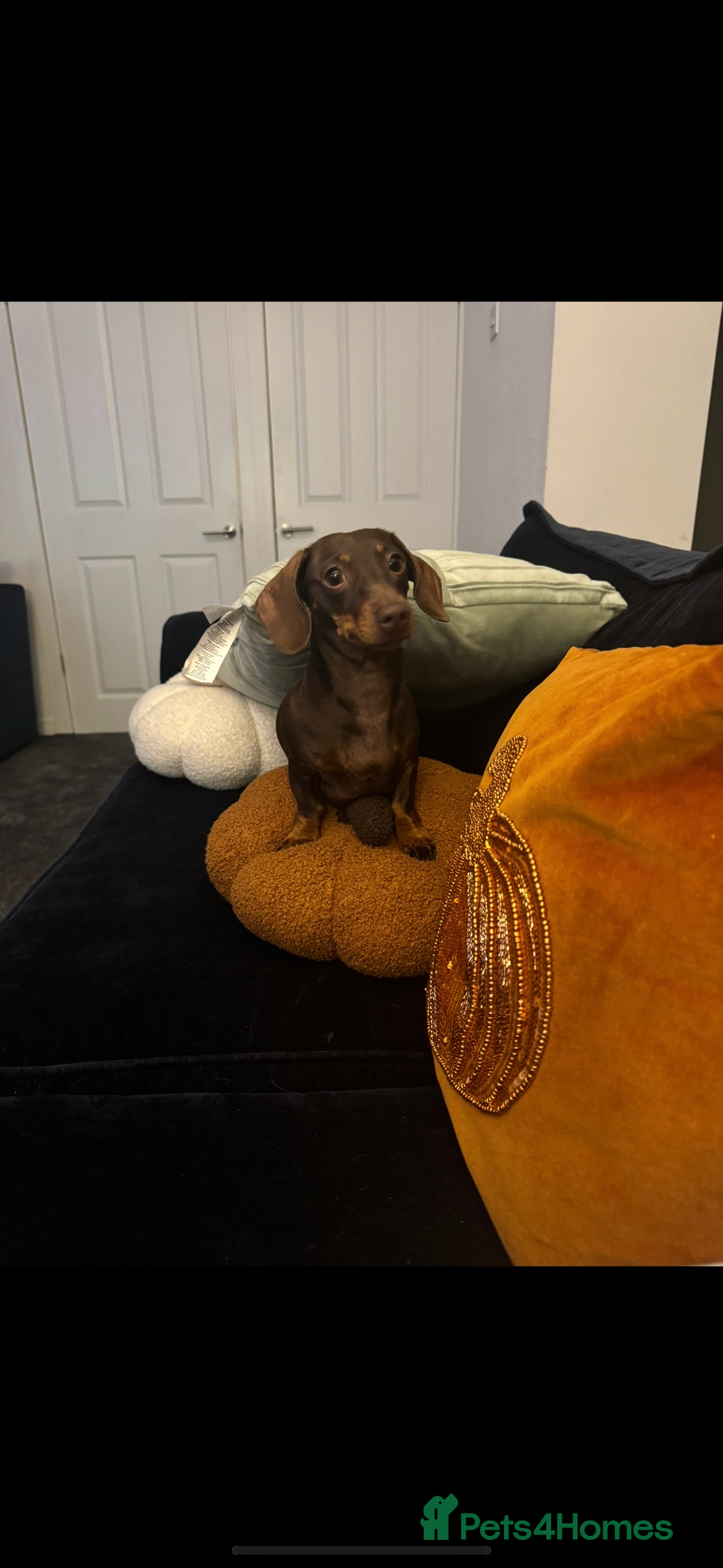 Miniature Dachshund dogs for sale: Chocolate miniature dachshund  - Image 4