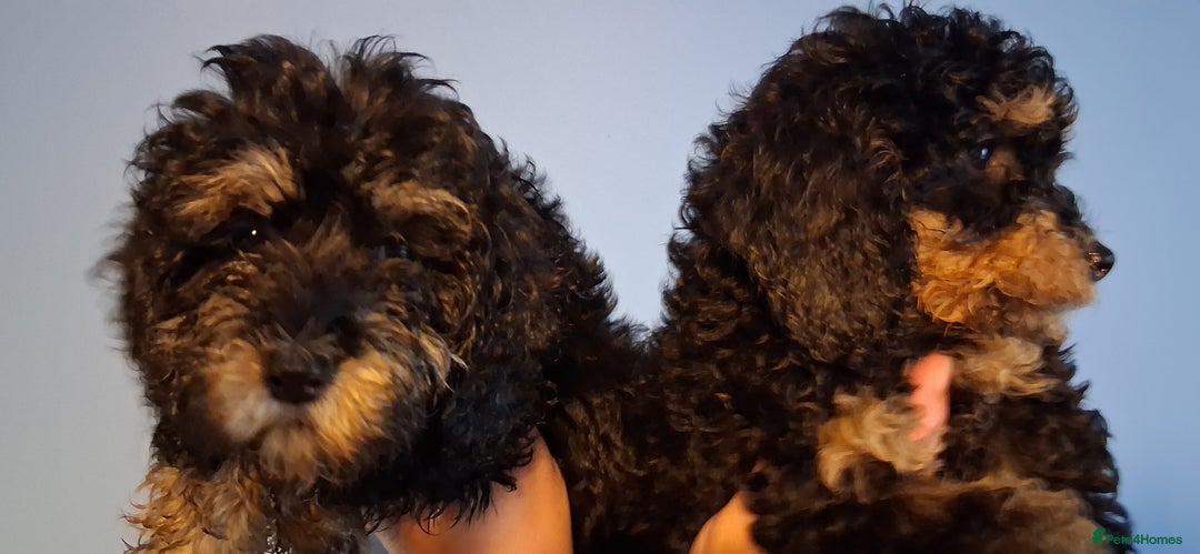 Cockapoo dogs for sale: Miniature heath tested cockapoos - Image 18