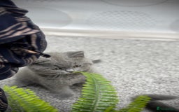 British Shorthair cats for sale: British shorthair kittens  - Image 8