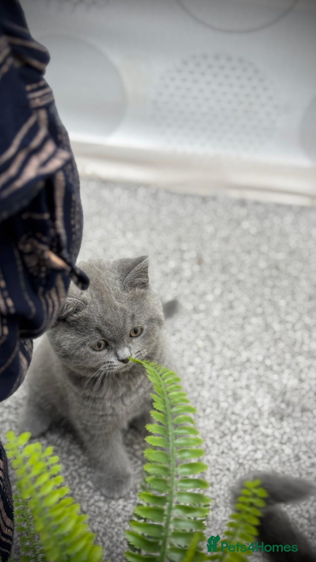 British Shorthair cats for sale: British shorthair kittens  - Image 8