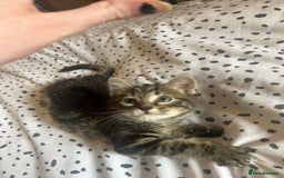 Domestic Shorthair cats for sale: BEAUTIFUL KITTENS FOR SALE, READY TO GO 29th AUG - Image 4