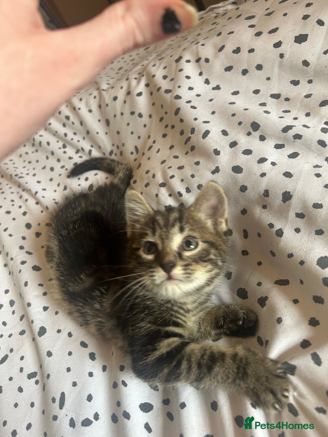 Domestic Shorthair cats for sale: BEAUTIFUL KITTENS FOR SALE, READY TO GO 29th AUG - Image 4