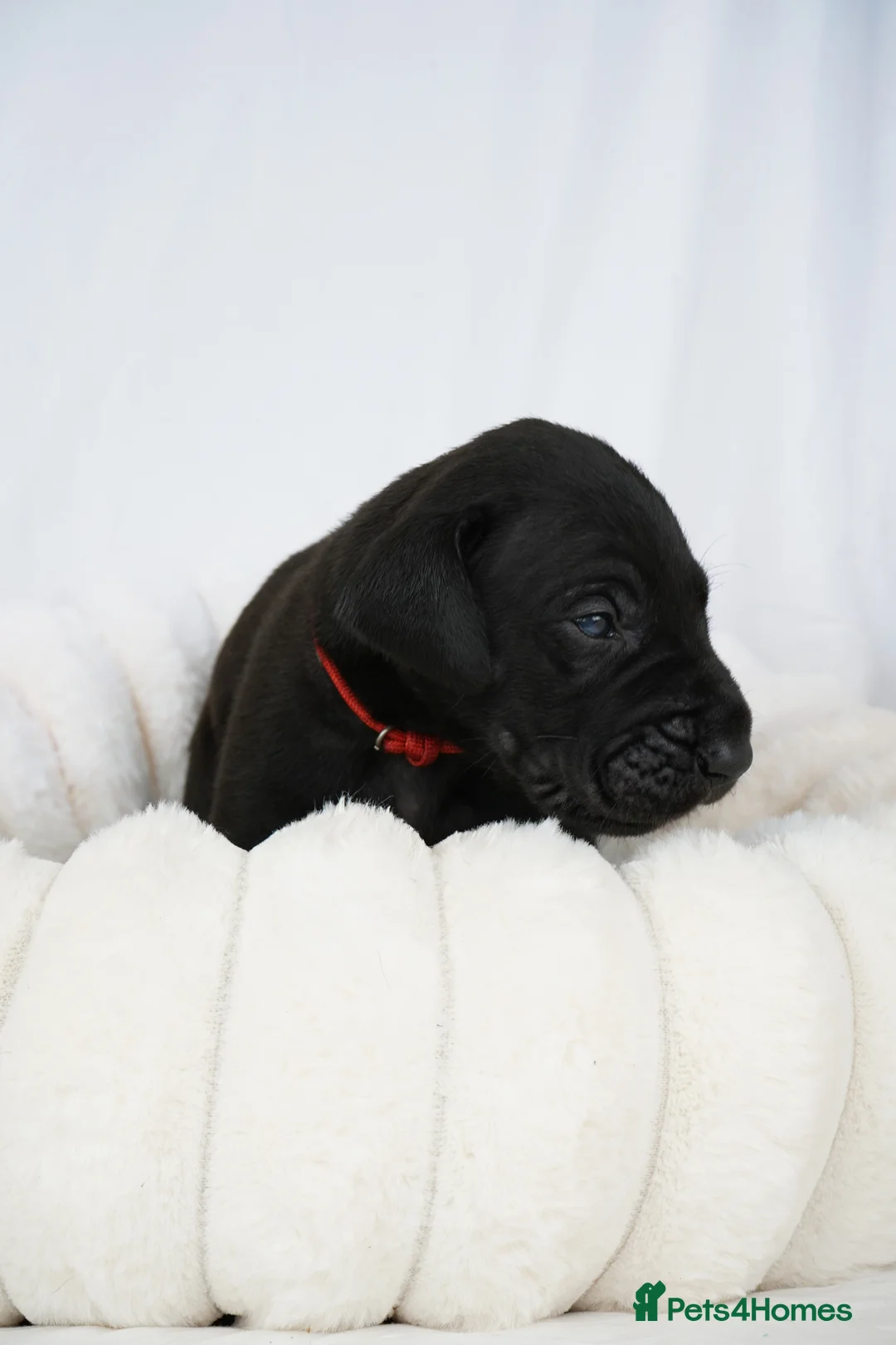 Great Dane dogs for sale: Health Tested KC reg Great Dane puppies - Advert 14