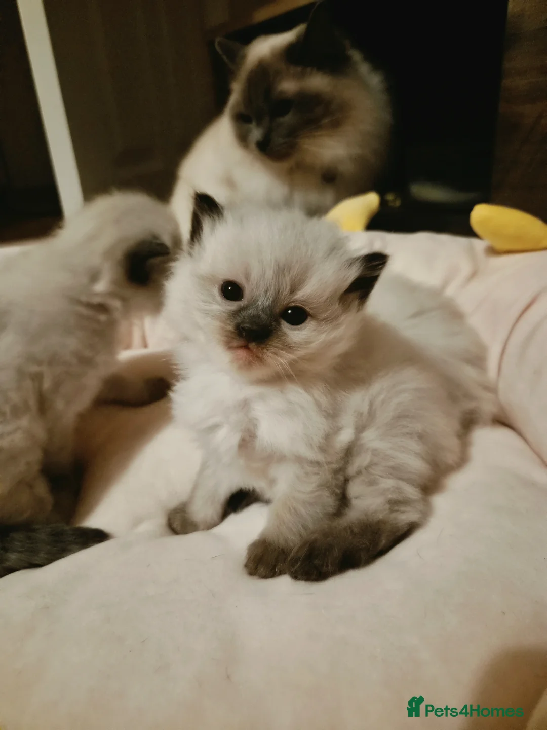 Ragdoll cats for sale: 🩷💙🩷 Ragdoll Kittens 🩷💙🩷 in Halifax - Advert 5
