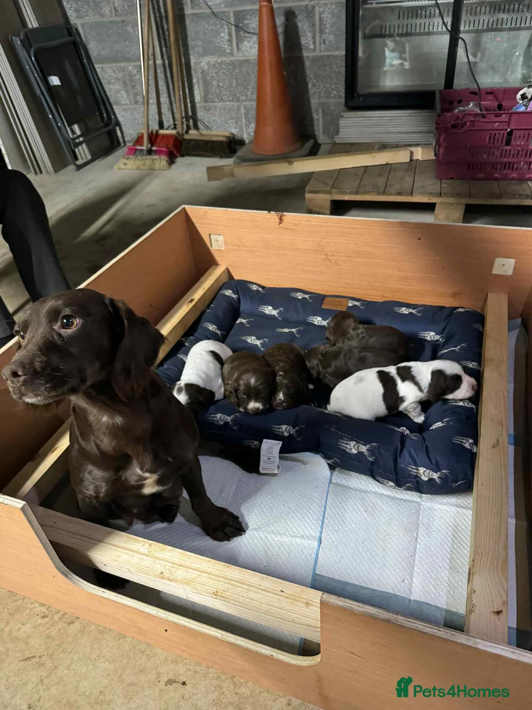 Springador dogs for sale: Sprockerdor puppies for sale - Advert 2