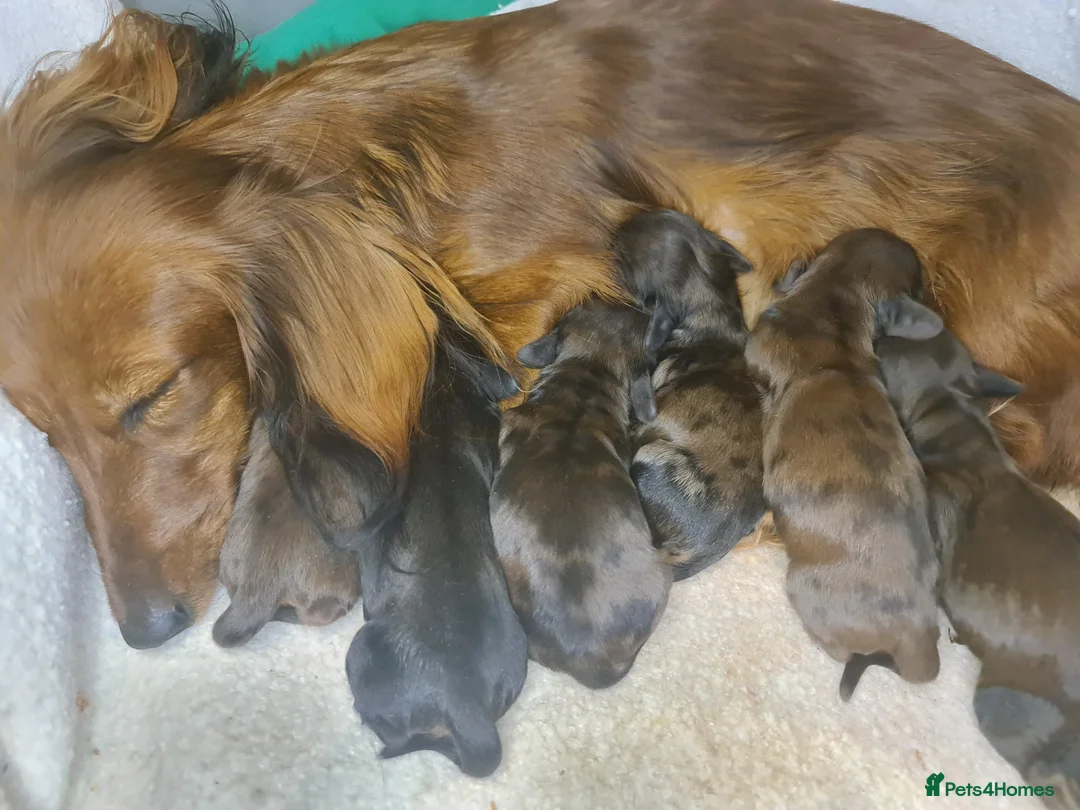 Miniature Dachshund dogs for sale: 6 beautiful long-haired dachshund pupps - Advert 9