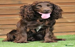 Cocker Spaniel dogs for sale: Beautiful henry - Image 2