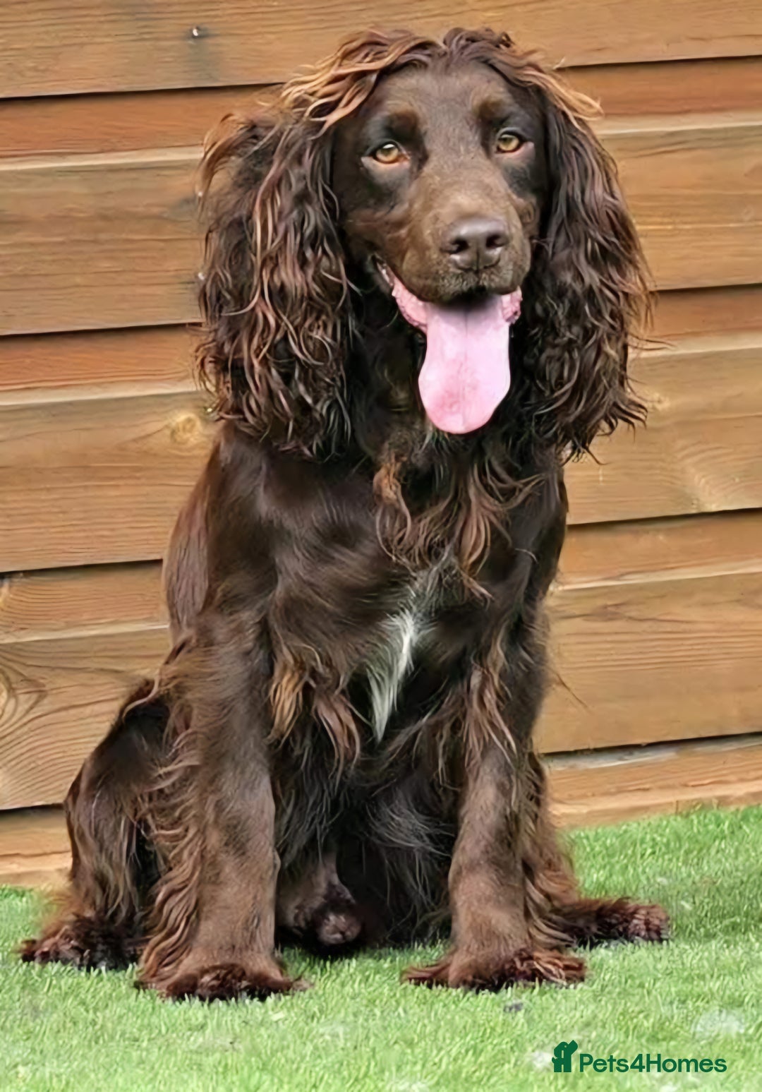 Cocker Spaniel dogs for sale: Beautiful henry - Image 2