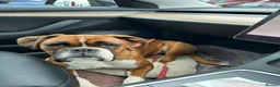Boxer dogs for sale: Beautiful Boxer Babies.  - Advert 7