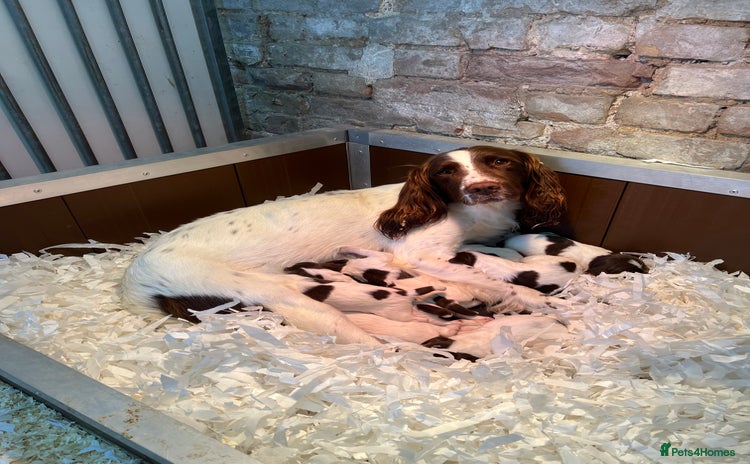 English Springer Spaniel dogs - Advert 1