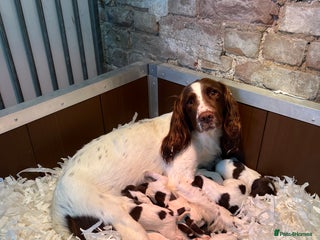 English Springer Spaniel dogs - Advert 5