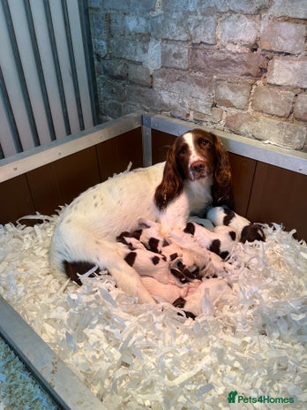 English Springer Spaniel dogs - Advert 4
