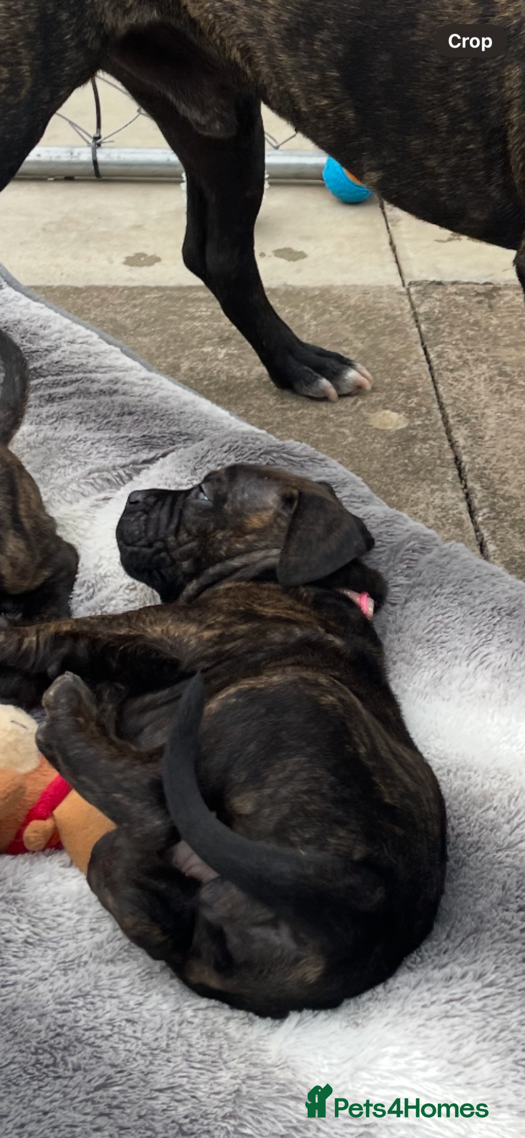 Mixed Breed dogs for sale: Old tyme bulldog in Shotts - Image 13