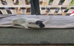 Guinea Pig rodents for sale: Guinea pigs  - Image 7