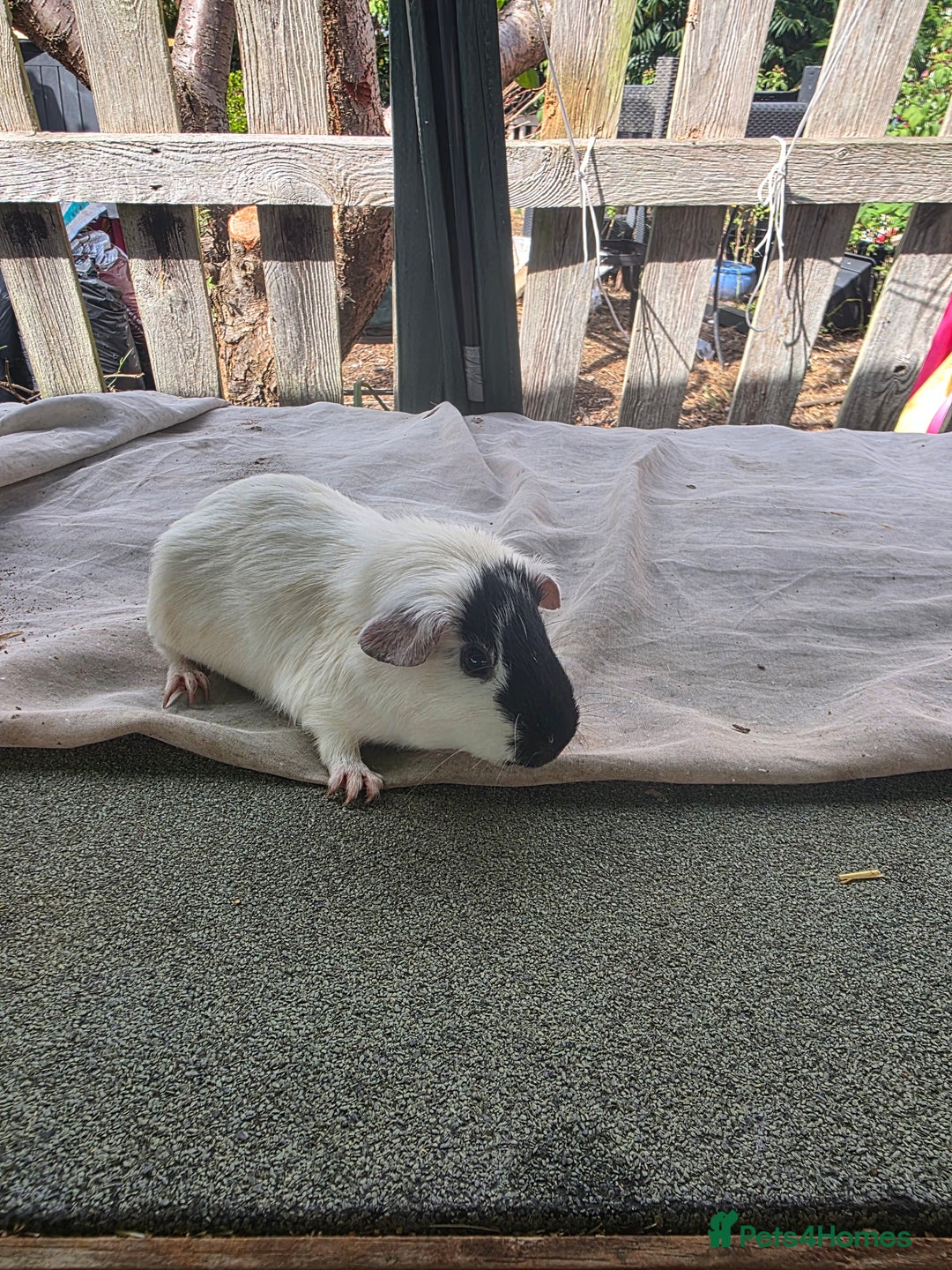 Guinea Pig rodents for sale: Guinea pigs  - Image 7
