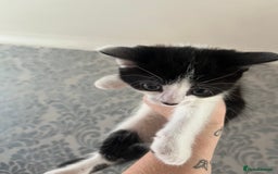 British Shorthair cats for sale: Kittens  - Image 4