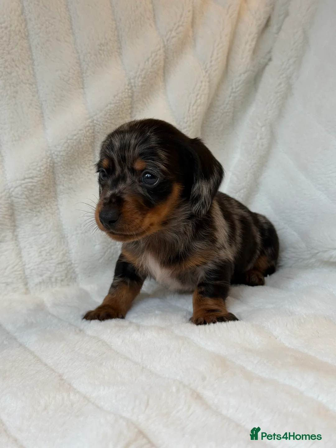 Miniature Dachshund dogs for sale: ⭐️MINATURE DACHSHUND PUPPIES⭐️ - Advert 4