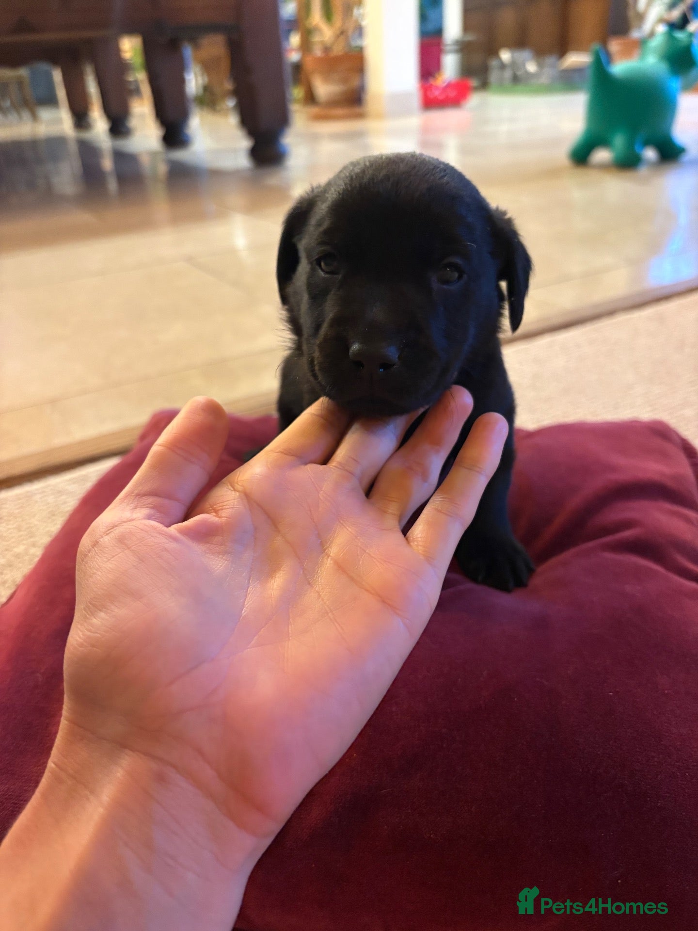 Labrador Retriever dogs The Loveliest Little Black Lab Boy  - Advert 2